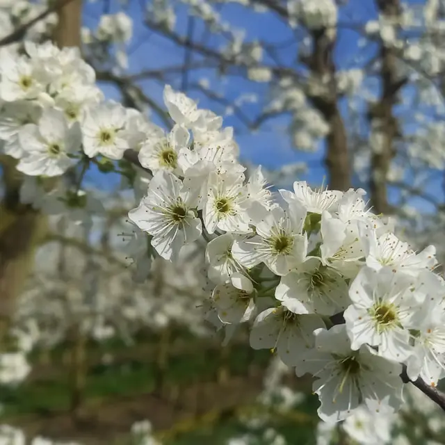EARL du Chêne Boule_Dunes
