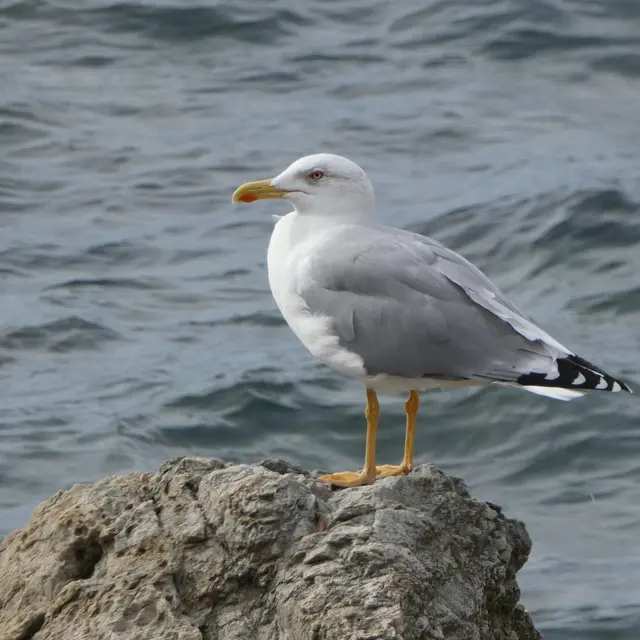 Point rencontre avec un garde du littoral : La faune du Cap Lardier, protection et protocoles de suivi_La Croix-Valmer