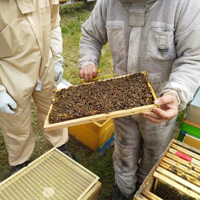 Entremonts et Abeilles - St Pierre d'Entremont