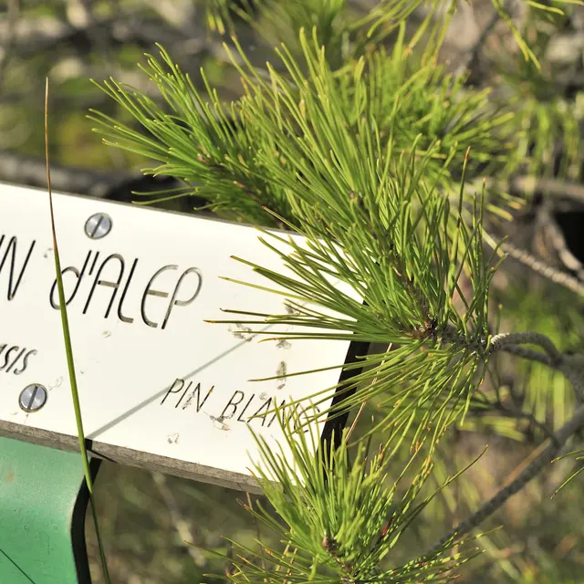 Sentier botanique de Saint-Ser