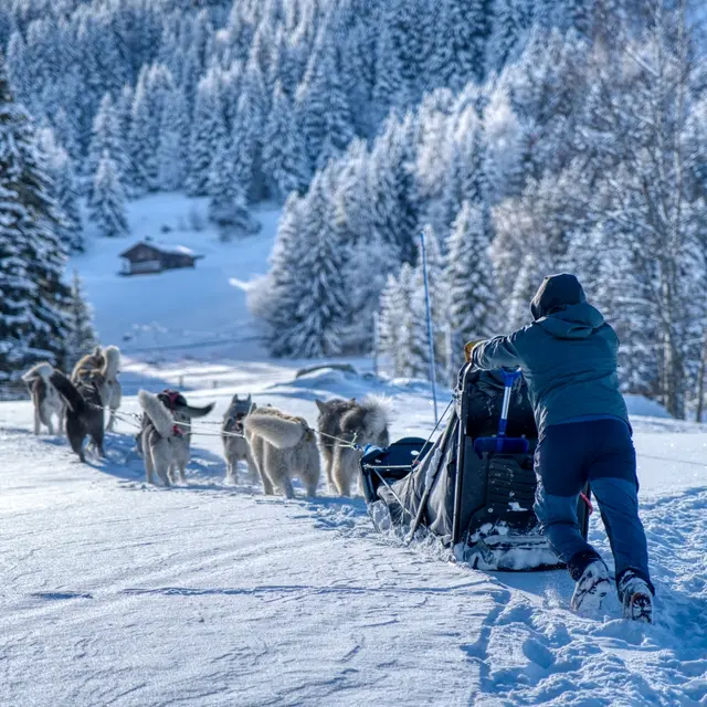 Sortie en chiens de traineaux_Saint-Gervais-les-Bains