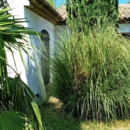 jardin