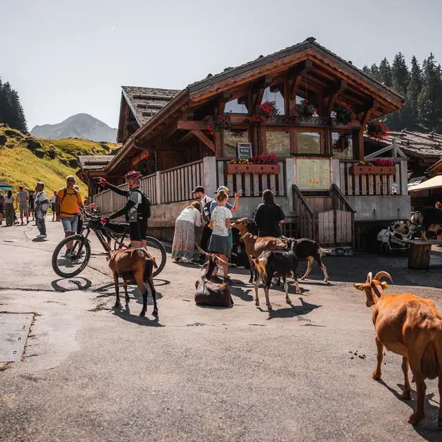 Village des chèvres_Avoriaz