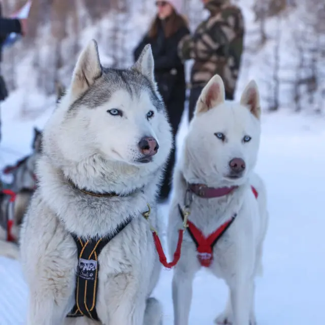 Traineau des loups blancs_Isola 2000