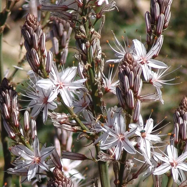 Balade nature avec Denis HUIN - Floraison printanière_Cavalaire-sur-Mer