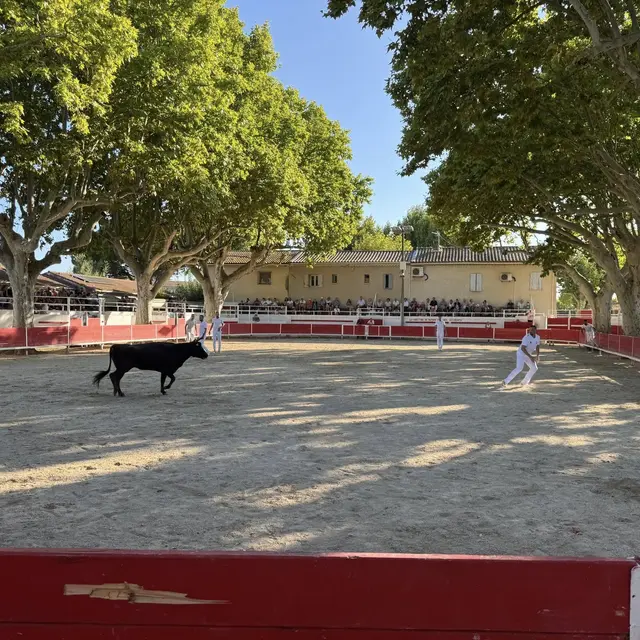 Course de vaches cocardières_Graveson