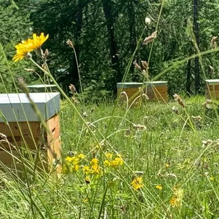 Bee Riviera Biot