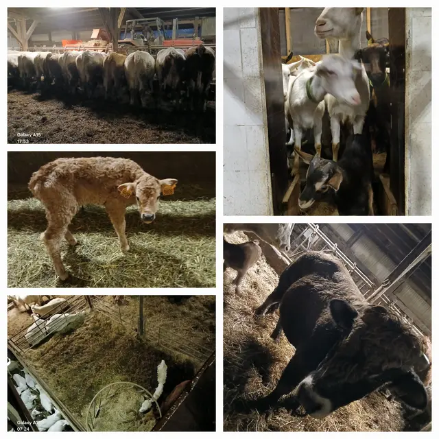 Visite du GAEC du Banc du Peyron_Saint-Bonnet-en-Champsaur