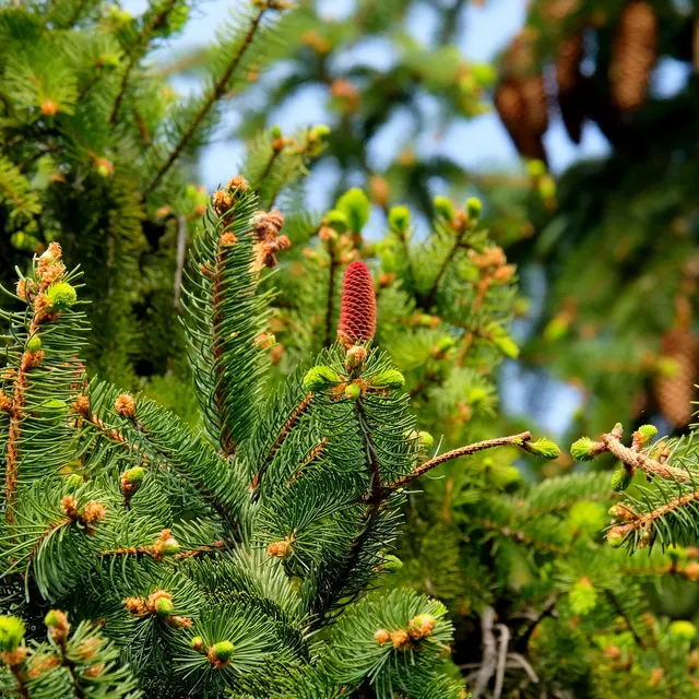Visite guidée de l’arboretum_Arcon