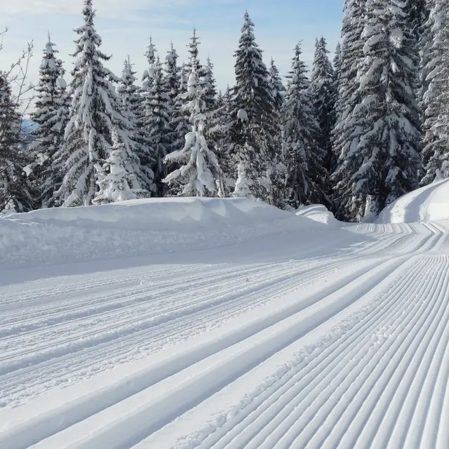 Piste de ski de fond