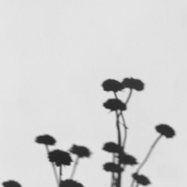 Atelier paysage d'ombres_Charlieu