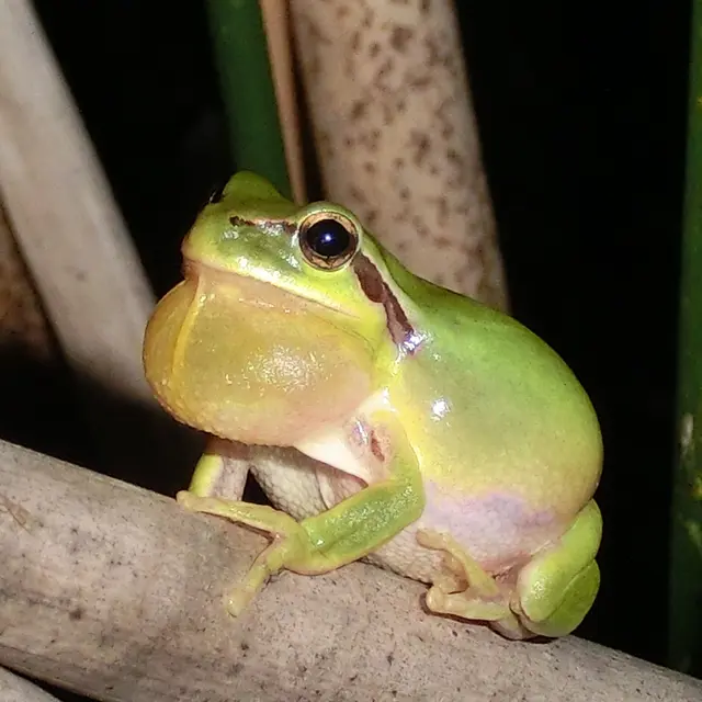 Inventaire naturaliste - Fréquence Grenouille_Flassans-sur-Issole