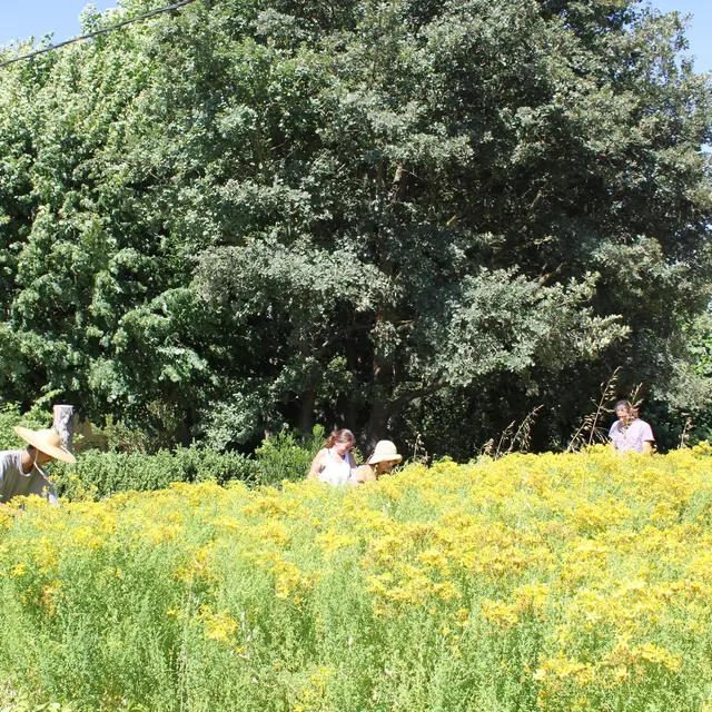 Les Sentiers de l'Abondance_Eygalières_champ