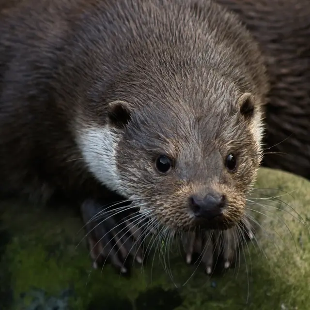 La loutre… en toute intimité !_Tende
