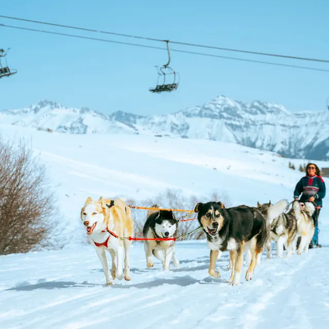 Balade en chiens de traineau avec White Forest_La Toussuire