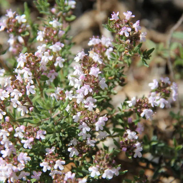 Balade découverte des plantes et de la tisane - 1/2 journée_Aubagne
