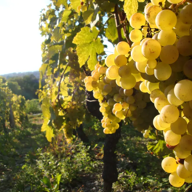 Domaine Delalex - la Grappe  Dorée à Marin