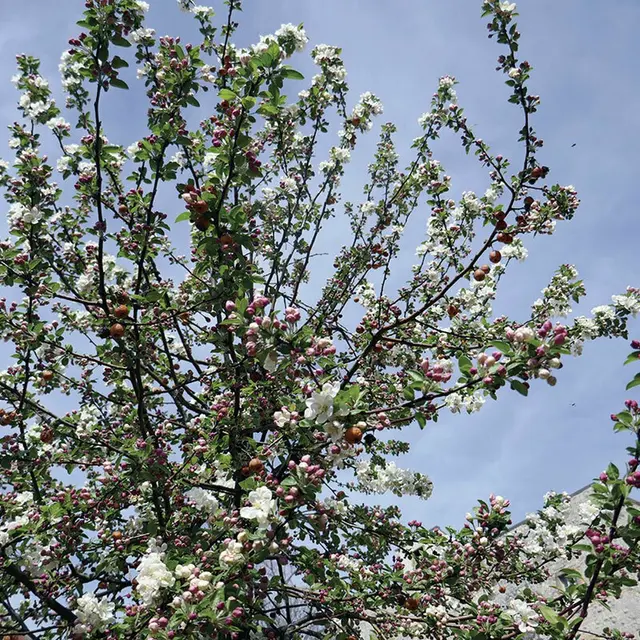 Table ronde : résilience climatique et avenir des territoires fruitiers