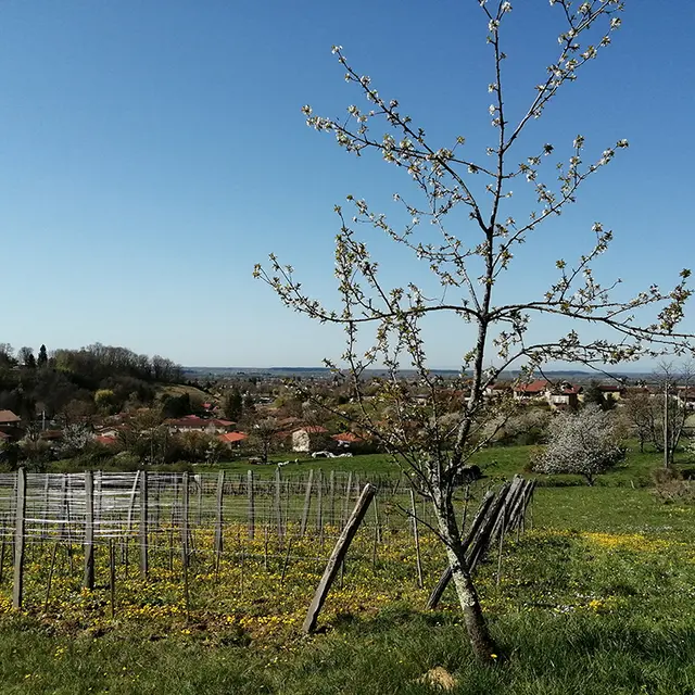 La Combe aux rêves