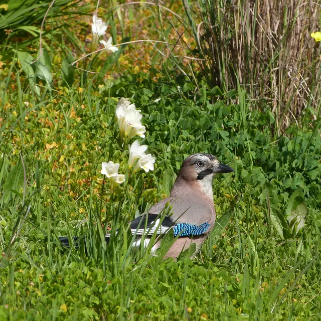 Chasse aux aux œufs au Domaine du Rayol_Rayol-Canadel sur Mer