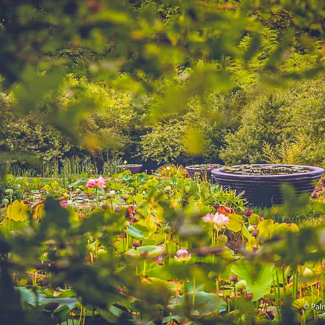 Jardin