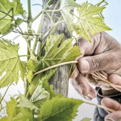 Atelier Découverte Cépages Rares & Anciens - M.CHAPOUTIER_Tain-l'Hermitage