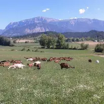 De Ferme en Ferme - Le Mas d'Ambane_Recoubeau-Jansac