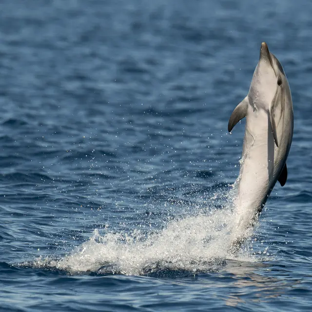 Dauphin bleu et blanc