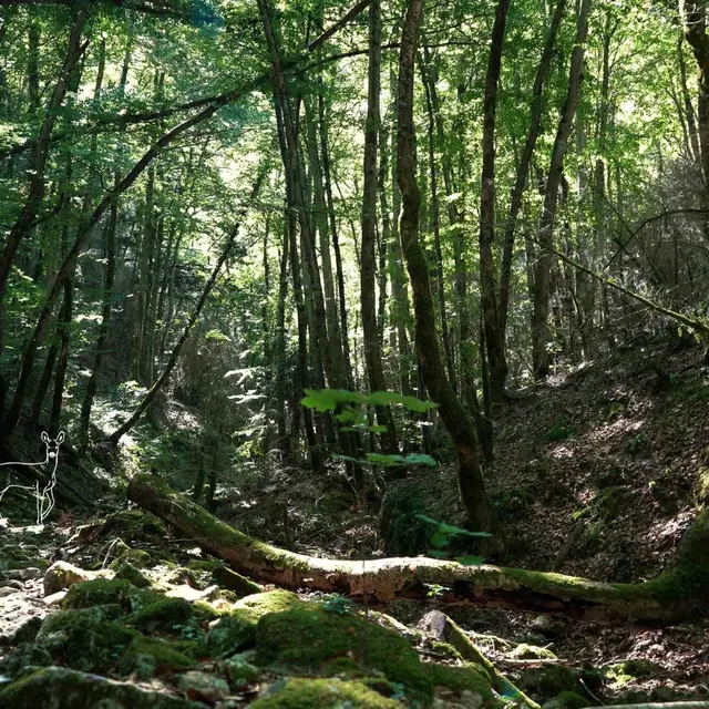 Balade Nature en Forêt de Saoû : La forêt nourricière_Saoû