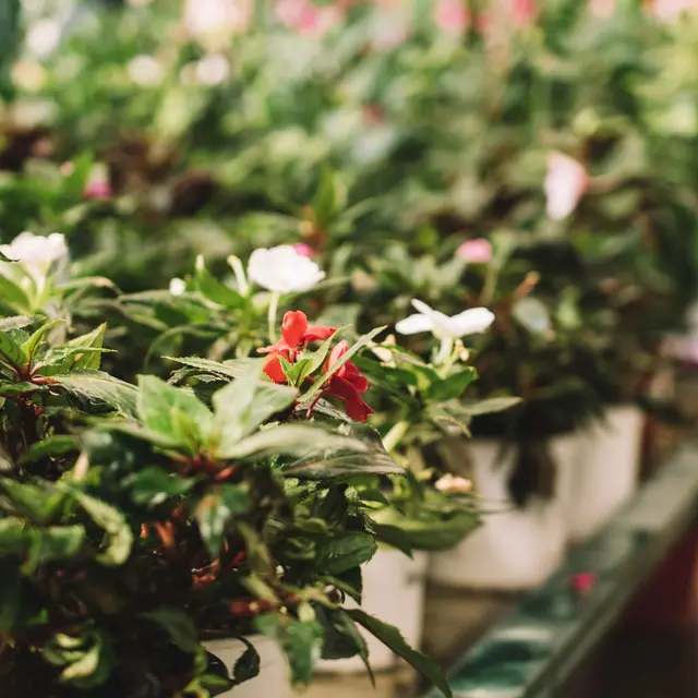 Grafiteria, marché de plantes et arbres gratuits_Roquemaure
