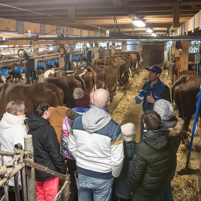 Visite à la ferme, traite des vaches et fabrication du fromage