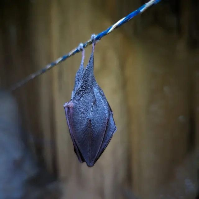 Spéléologie dans la grotte du Curé avec Cordi'ca_Saint-Pierre-d'Entremont