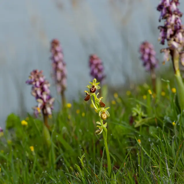 À la découverte des digues et déblais de l’Islon de la Barthelasse_Avignon