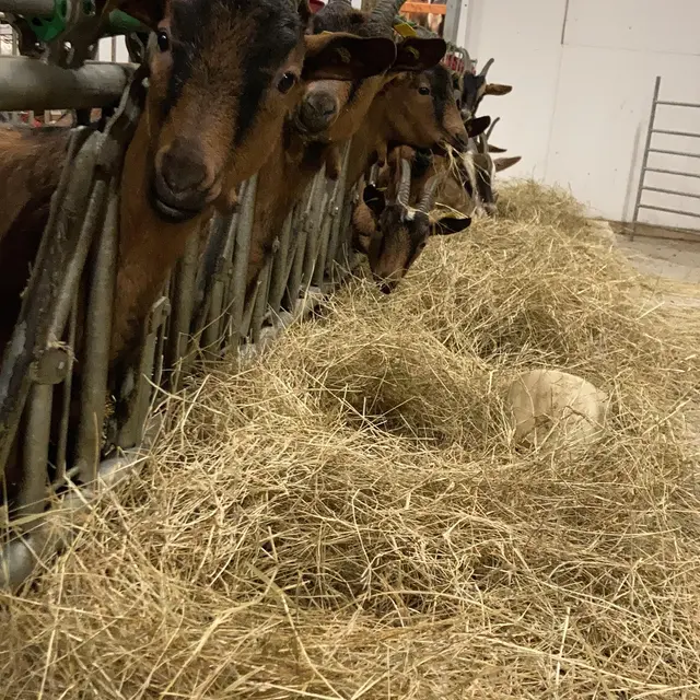 Les chèvres de la limagne