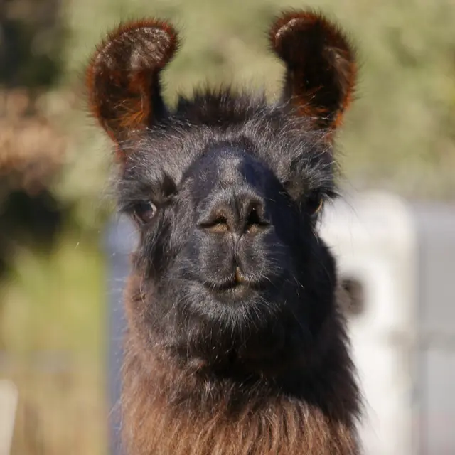 Randonnée pédestre avec ânes ou lamas_Seillans