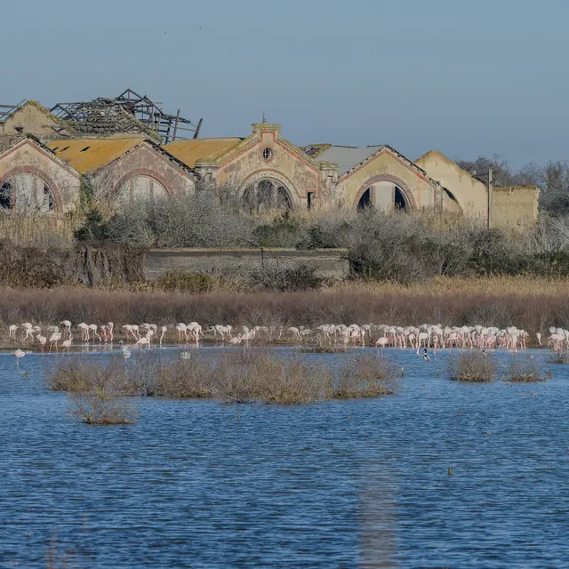 Les oiseaux du site Natura 2000 des étangs entre Istres et Fos_Istres