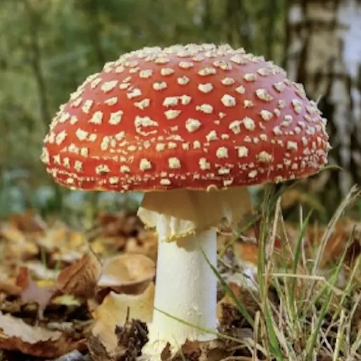 champignon