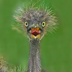 Drôles d'oiseaux_Tence