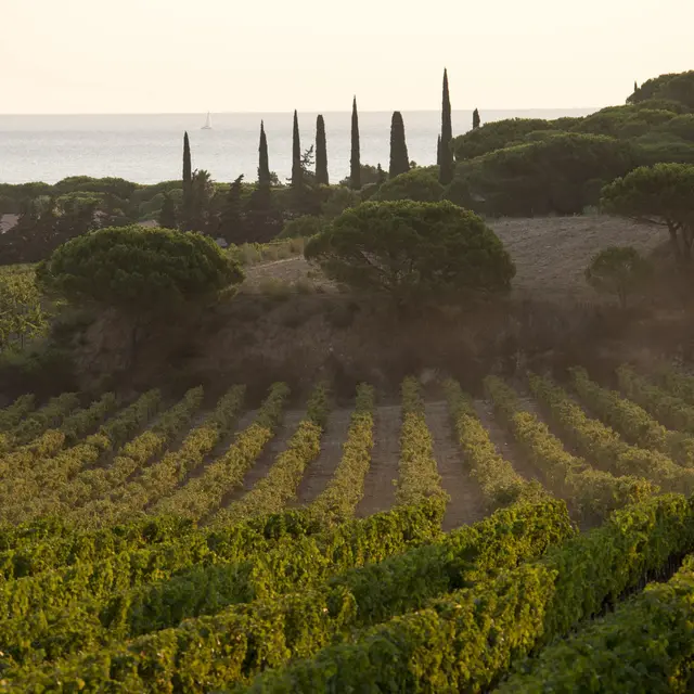 Domaine des Tournels (Ramatuelle) | Cte d'Azur Frankreich