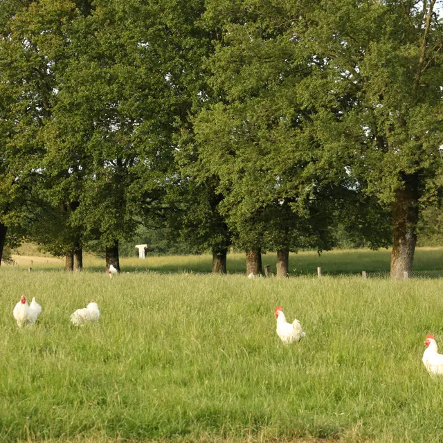 poulets de Bresse