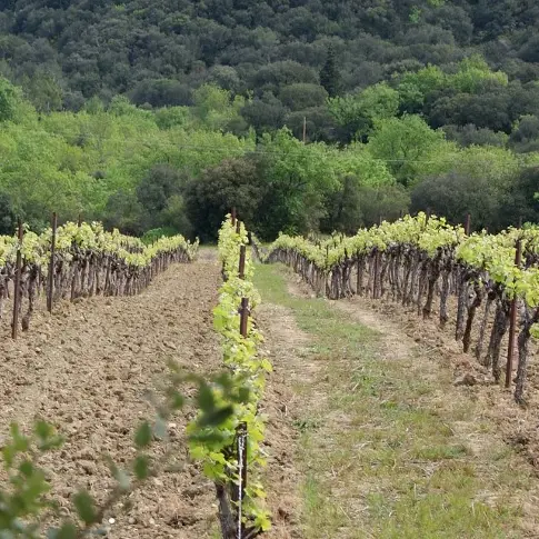 Randonnée : Autour du Domaine d'Arène_Saint-Christol-lès-Alès
