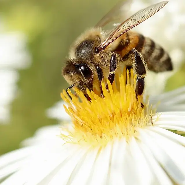 Marie Ciosi : productrice de miel