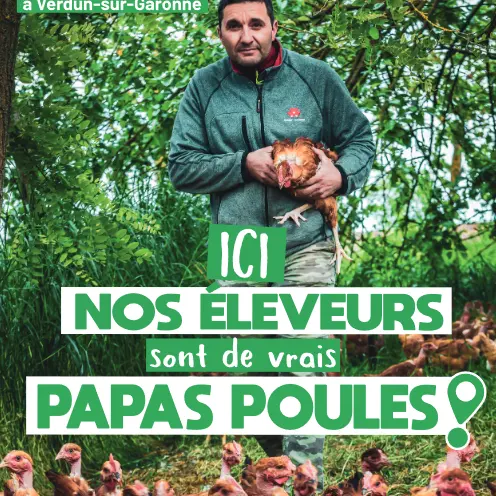 Poulets