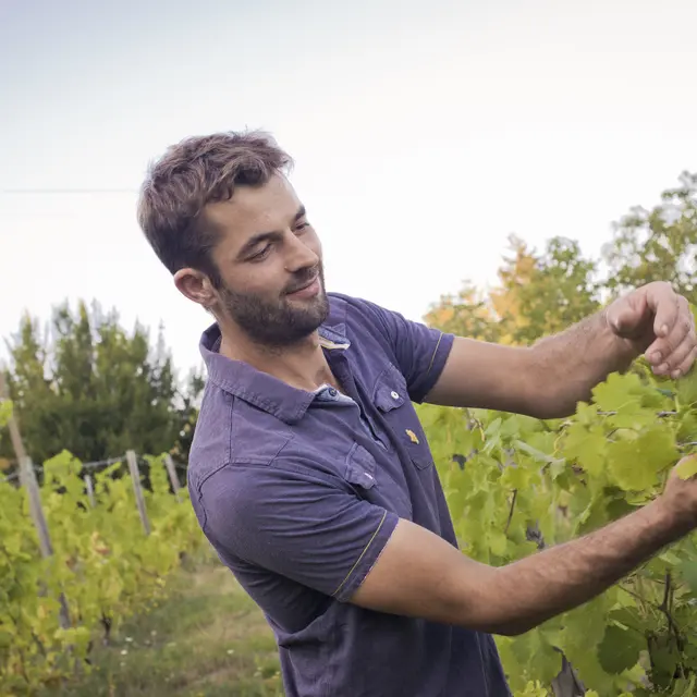 Domaine des Ardaillons