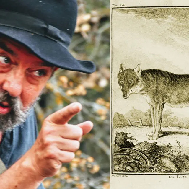 Les rendez-vous du Parc : Le loup au rat