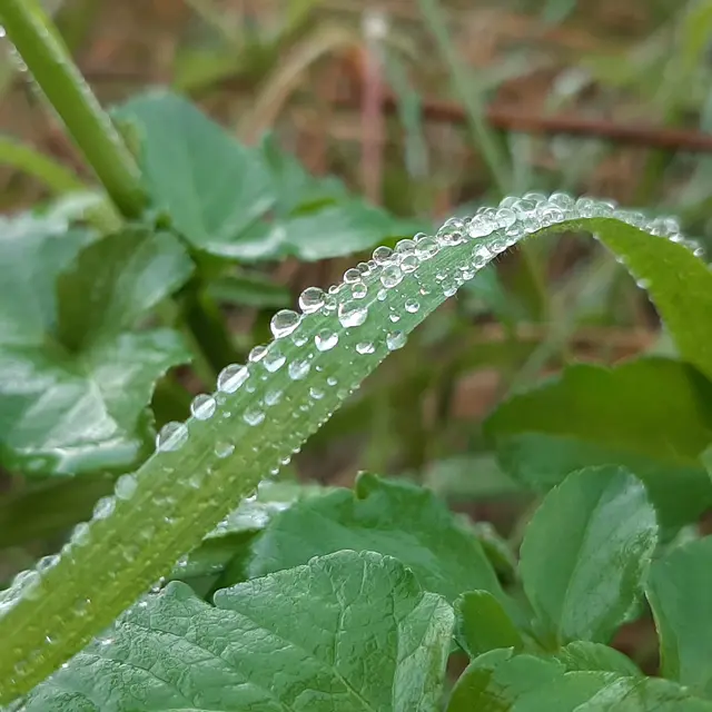 Découverte de la flore locale_Collobrières