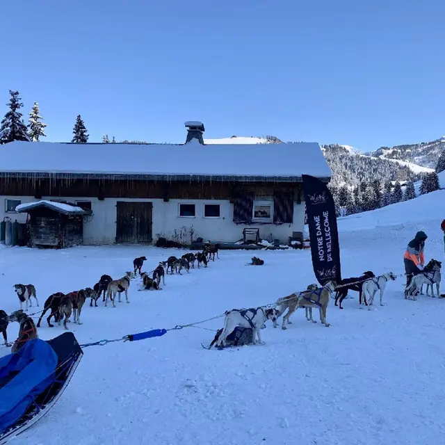 Chiens de traîneau Randonnée aventure  adultes et 2 enfants_Notre-Dame-de-Bellecombe