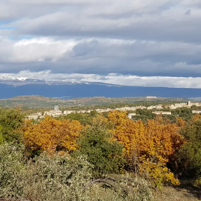 Couleurs des Plantes
