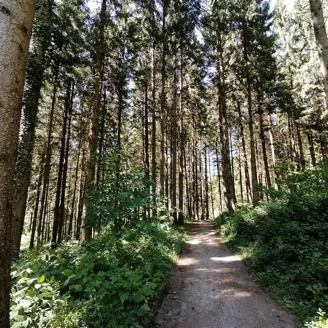 Chemin forestier