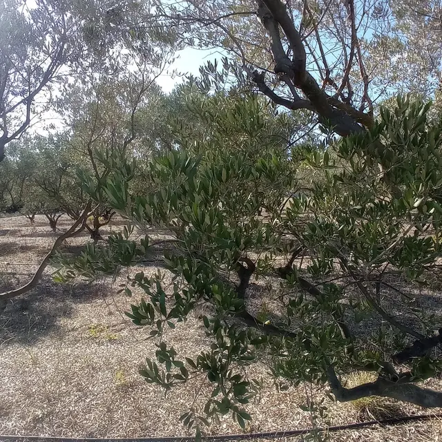 Rencontre avec une oléicultrice au Domaine Plan de Fossan_Martigues